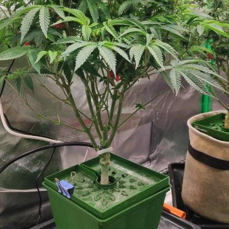 FRUIT GUM #2 by UKHTA