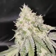 50 Dragons(+clone) by UKHTA