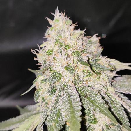 50 Dragons(+clone) by UKHTA