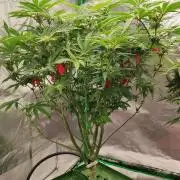 FRUIT GUM #2 by UKHTA