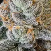 Apple Fritter