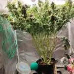 FRUIT GUM by UKHTA Seeds