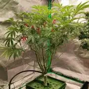 FRUIT GUM #2 by UKHTA