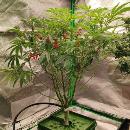 FRUIT GUM #2 by UKHTA