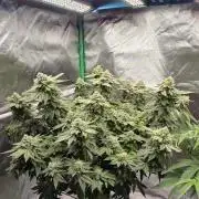 FRUIT GUM #2 by UKHTA