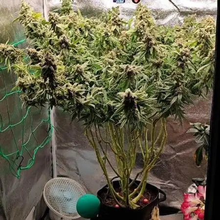 FRUIT GUM by UKHTA Seeds