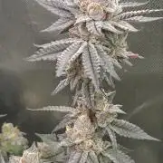 Apple Fritter