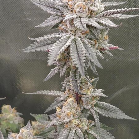 Apple Fritter