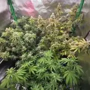 50 Lemons