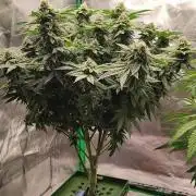 FRUIT GUM #2 by UKHTA