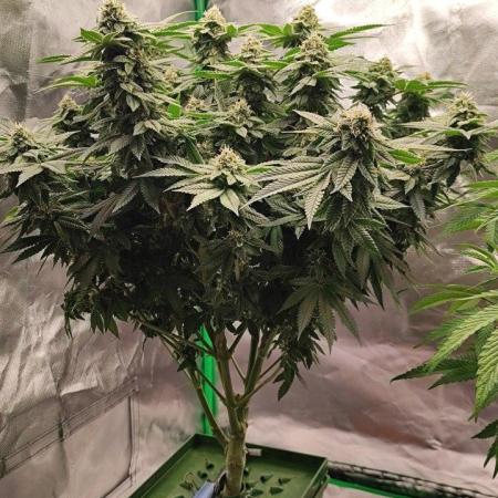 FRUIT GUM #2 by UKHTA