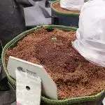 Variety Grow (+2 strains)