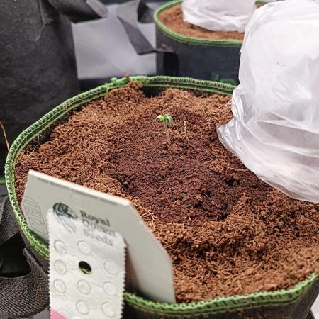 Variety Grow (+2 strains)