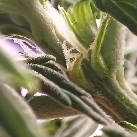 Variety Grow (8 +5 strains)