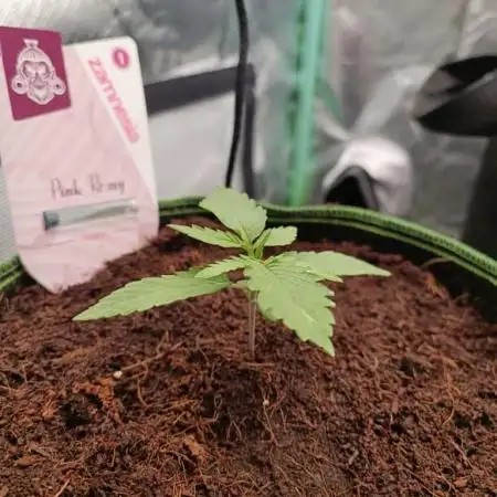 Variety Grow (+2 strains)