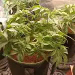 Variety Grow (8 +5 strains)