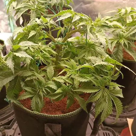 Variety Grow (8 +5 strains)