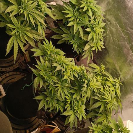 Variety Grow (8 +5 strains)