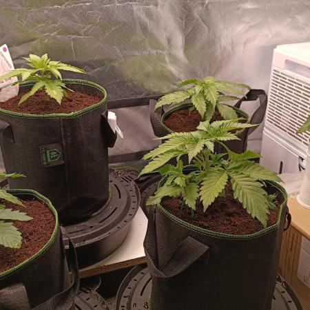 Variety Grow (8 +5 strains)