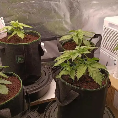 Variety Grow (8 +5 strains)