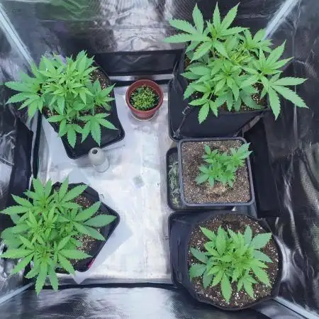 First Photo Grow
