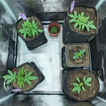 First Photo Grow
