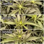 KRUMME GURKEN Stecklinge