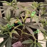 KRUMME GURKEN Stecklinge