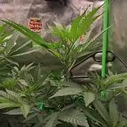 Papaya Tronix Supreme (High4Life)Steckl.