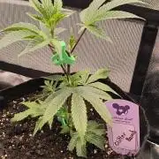 KRUMME GURKEN Stecklinge