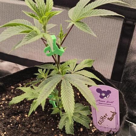 KRUMME GURKEN Stecklinge