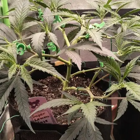 KRUMME GURKEN Stecklinge