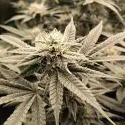 Papaya Tronix Supreme (High4Life)Steckl.