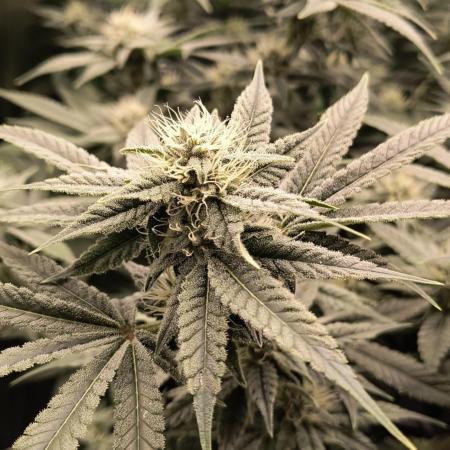 Papaya Tronix Supreme (High4Life)Steckl.