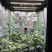 KRUMME GURKEN Stecklinge