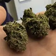 Papaya Tronix Supreme (High4Life)Steckl.