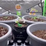 6 Pflanzen auf 60x60 unter 100 watt