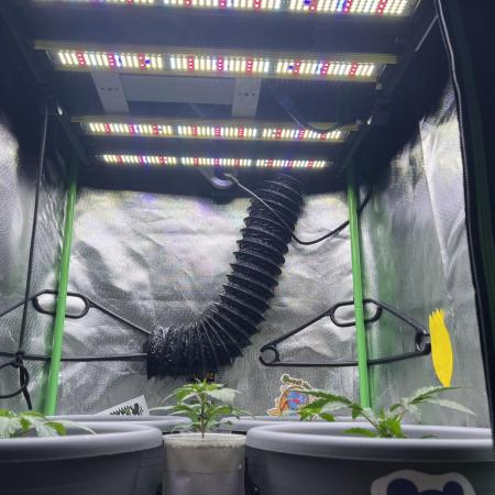 6 Pflanzen auf 60x60x180