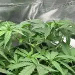 Barney’s farm peyote critical