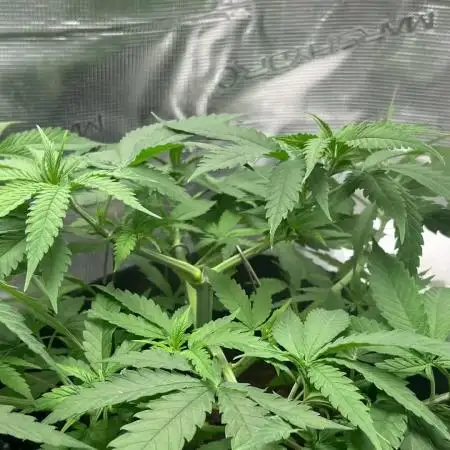Barney’s farm peyote critical