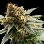 2025 Summer Grow
