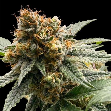 2025 Summer Grow