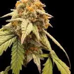 2025 Summer Grow