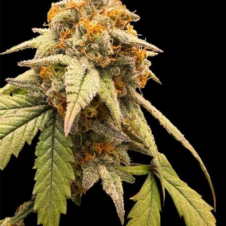 2025 Summer Grow