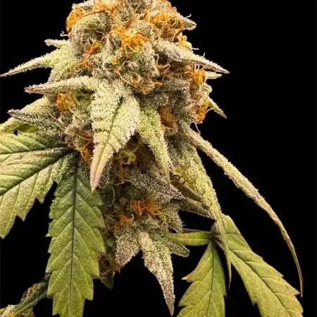 2025 Summer Grow