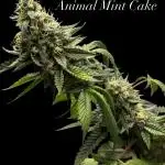 2025 indoor grow