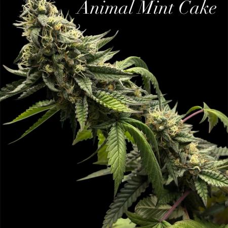 2025 indoor grow