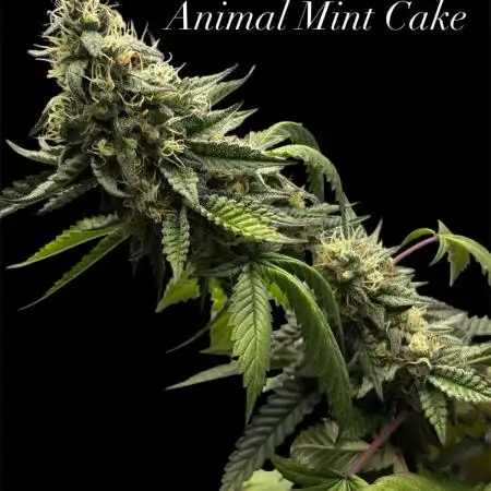 2025 indoor grow