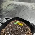 Mint Jelly