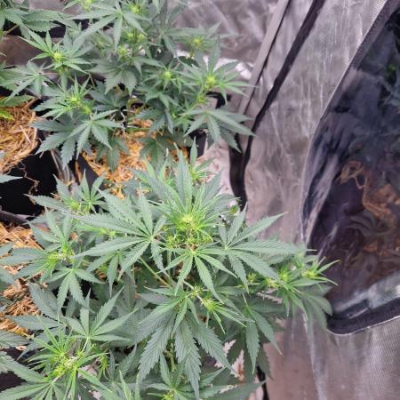 Gelato Auto (fastbuds) - second grow